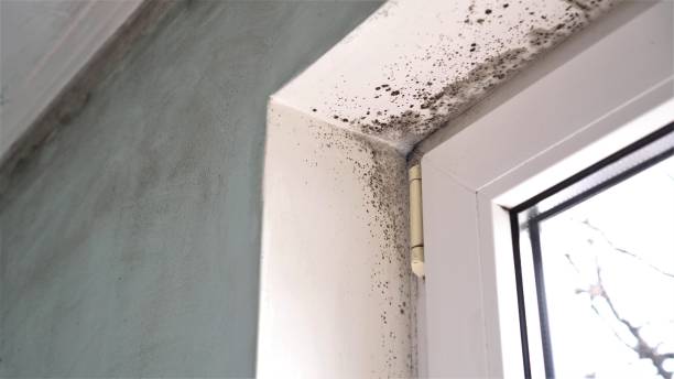 Best Air Quality Testing for Mold Spores  in Kingston Estates, NJ