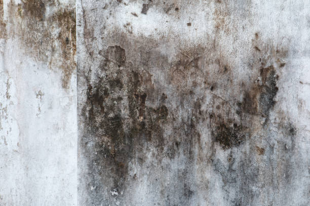 Mold Remediation for Vacation Homes in Kingston Estates, NJ