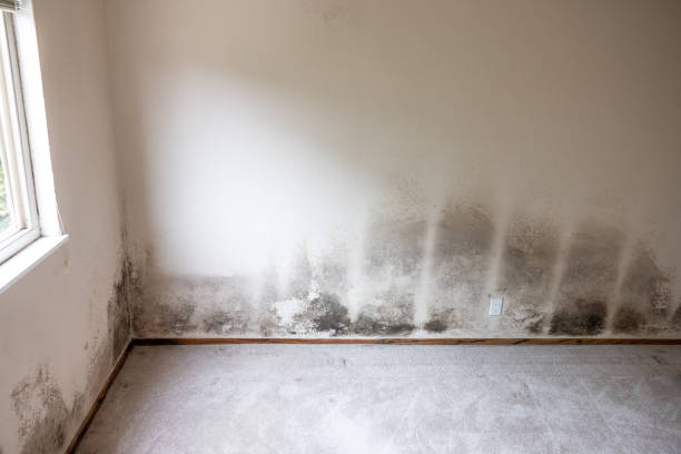 Best Mold-Related Health Consultation  in Kingston Estates, NJ