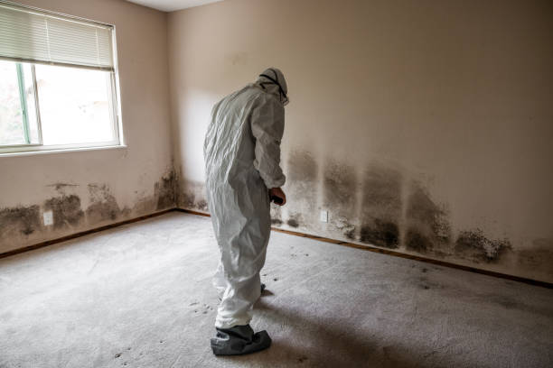 Best Attic Mold Removal  in Kingston Estates, NJ