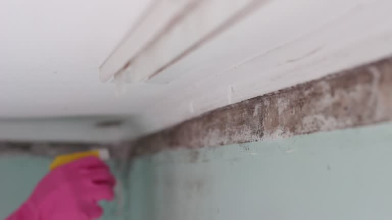 Mold Removal for HVAC Installations in Kingston Estates, NJ
